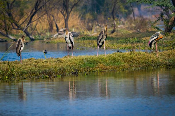 Bharatpur's Keoladeo National Park