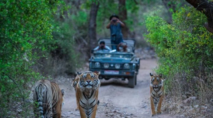 Golden Triangle Delhi Agra Jaipur with Ranthambore wildlife Safari