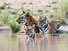 Golden Triangle Tour With Ranthambore Park