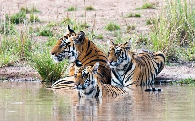 Golden Triangle Tour With Ranthambore Park